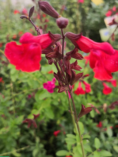 Salvia 'Cherry Queen' vaso 14.  Pianta perenne a forma di cespuglio con piccole foglie ovali verde semi-persistenti e molto profumate. Fiori rosso/acceso da maggio a novembre. Esposizione pieno sole o mezz' ombra, sopporta periodi di siccità, rustica -12°C.. Altezza e 50-70 cm. Va spuntata spesso in quanto i fiori crescono sull' altezza dello stelo. Consigliamo in luglio/settembre/marzo. Distanza tra da altre piante sui 60 cm Salvia con grandi fiori tra il rosso, perenne con fioritura da aprile a novembre.