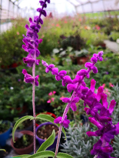Salvia leucantha 'Purple Velvet' in fiore con spighe vellutate viola intenso, pianta perenne ornamentale ideale per bordure e giardini mediterranei.