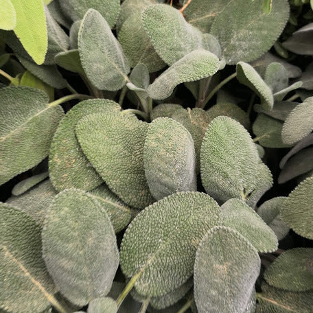 Salvia officinalis ‘Maxima’, pianta aromatica perenne con foglie grandi grigio-verdi e fiori lilla, coltivata al Lavandeto di Assisi