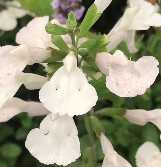 Salvia microphylla Glacier, Salvia ornamentale da fiore, che ama l'esposizione soleggiata, vuole poca acqua e fiorisce di colore bianco da aprile fino a novembre.  Adatta sia in giardino che in vaso.  Vaso 14