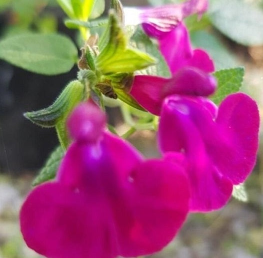 La Salvia "Cherry Pie" è una varietà di salvia con foglie verdi di forma ovale o lanceolata. Durante la fioritura, produce fiori tubolari che variano dal rosso al rosa. La caratteristica distintiva di questa pianta è il suo profumo dolce, simile a quello delle ciliegie mature. Cresce bene in terreni ben drenati e preferisce posizioni soleggiate o parzialmente ombreggiate. È spesso coltivata per il suo valore ornamentale e il suo profumo gradevole.