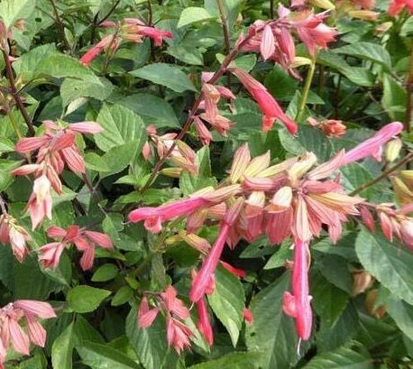 La Salvia 'Amistad Fucsia' è una varietà di salvia caratterizzata da fiori di un vibrante colore fucsia. Con foglie verde scuro e spighe ricche di fiori tubolari, questa pianta aggiunge un tocco audace e decorativo a giardini e aiuole. Apprezzata per la sua resistenza e la capacità di attirare api e farfalle, è una scelta vivace per arricchire gli spazi esterni.