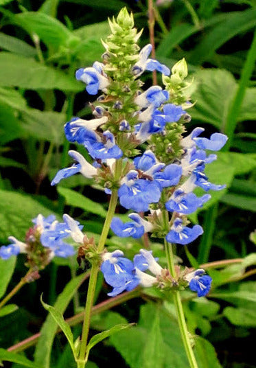 Salvia uliginosa, pianta ornamentale rifiorente dai fiori azzurri delicati