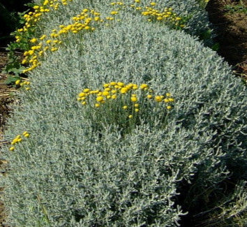 Santolina chamaecyparissus, arbusto mediterraneo sempreverde con foglie grigio-argento e fiori gialli ornamentali