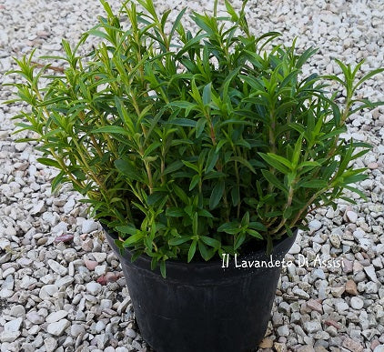 Santoreggia montana (Erba Pepe) in fiore, con foglie aromatiche e fiori bianchi, ideale per cucina, infusi e giardini mediterranei.