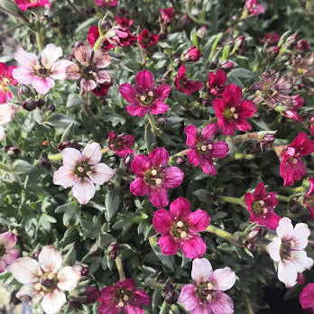 Saxifraga con fiori rosa-rosso su cuscino sempreverde per bordure in ombra
