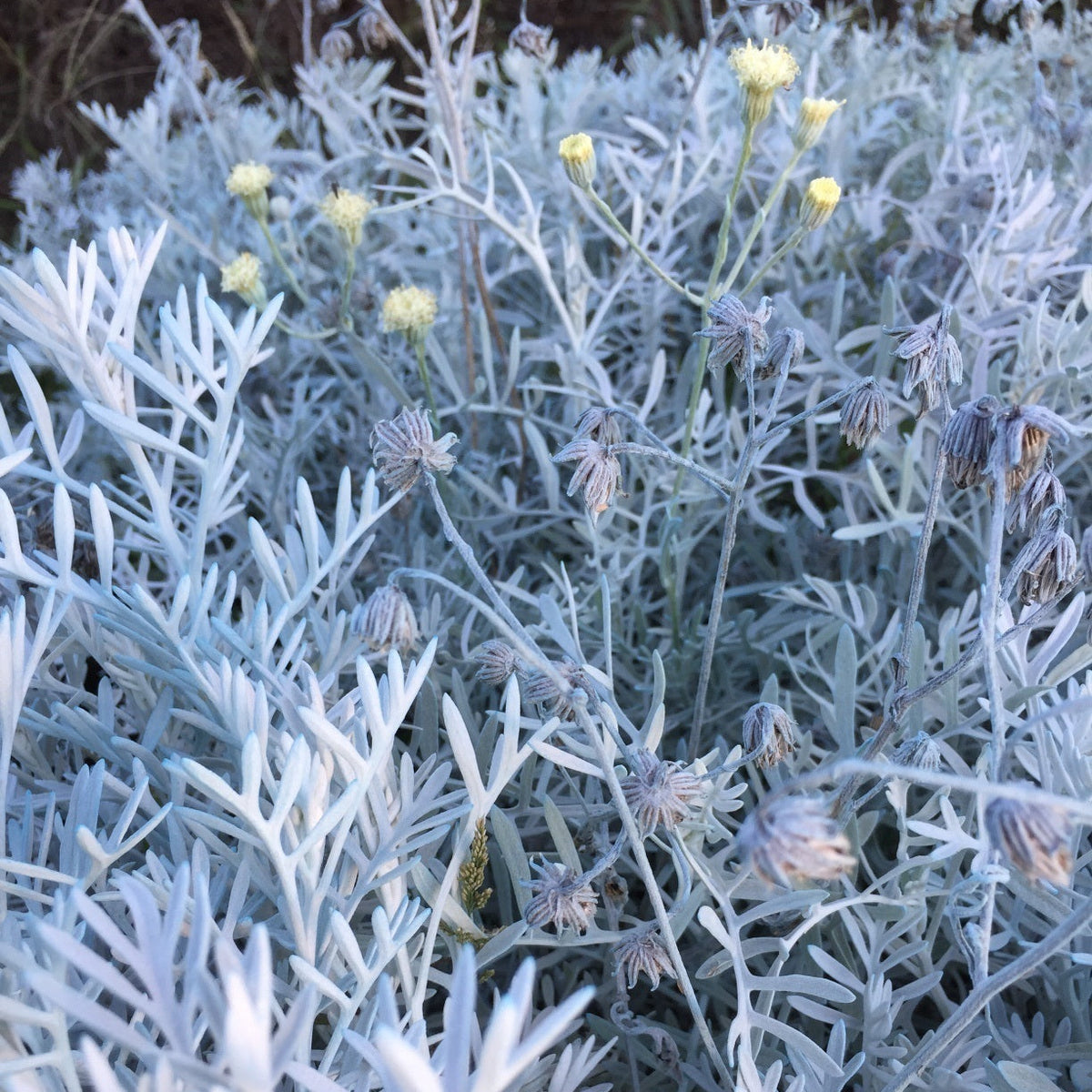 Senecio vira vira con foglie grigio-argento e piccoli fiori gialli, pianta perenne aromatica e ornamentale da giardino mediterraneo.