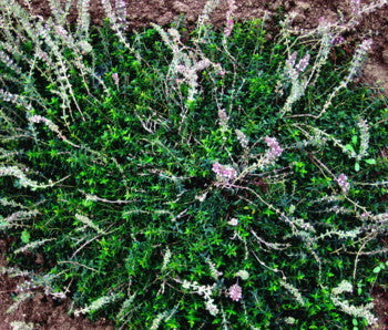 Timo longicaulis, pianta aromatica tappezzante con foglie profumate e fiori rosa, ideale per giardini secchi e bordure.