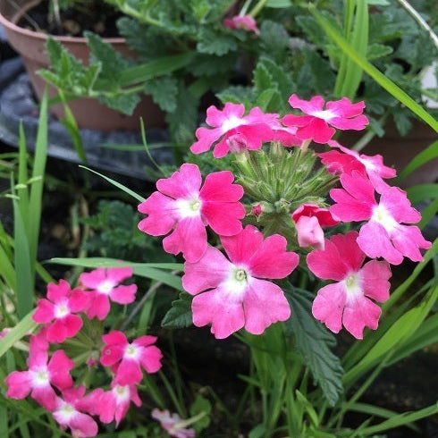 Verbena hybrida ‘Endurance Scape’ variegata rosa in fiore, tappezzante perenne dai fiori rosa e foglie variegate