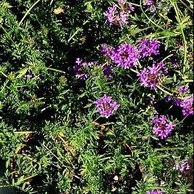 Verbena Pulchella. Verbena Pulchella è una  erbacea perenne sempreverde, molto vigorosa, ottima pianta tappezzante, vive bene in pieno sole ma anche a mezz' ombra. Questa piantina può creare un tappeto erboso a bassa manutenzione e essere piantata al posto del prato inglese o del trifoglio ecc.. ,  infatti nelle  zone a pieno sole rimane alta pochi centimetri 3/4 e anche al momento della fioritura rimane basse avendo a steli molto corti,