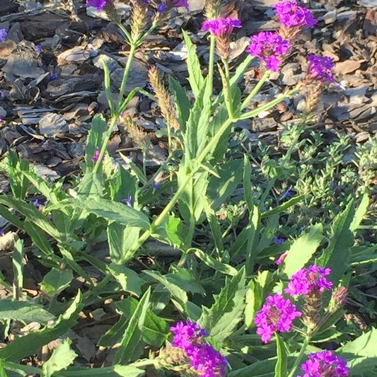 Verbena rigida vaso diametro cm 14 è una pianta erbacea perenne, cresce fino a circa 50 centimetri, fiorisce da Giugno a Ottobre con dei bellissimi fiori sulla tonalità del viola , ama stare al sole